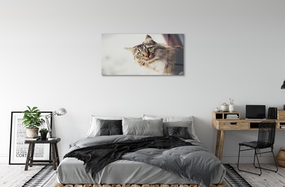 Steklena slika Maine coon cat