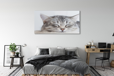 Steklena slika Zaspani maček