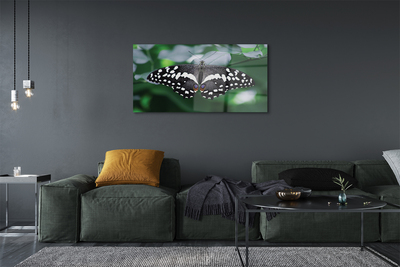 Steklena slika Pisani metulj listi