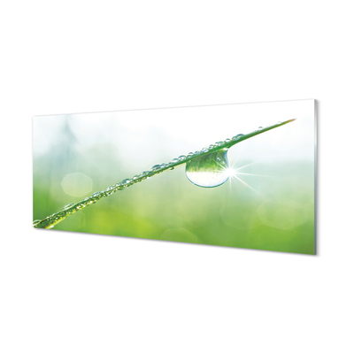 Slika na steklu Drop trava makro
