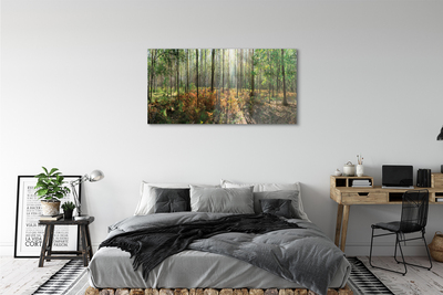 Steklena slika Gozd drevo breza
