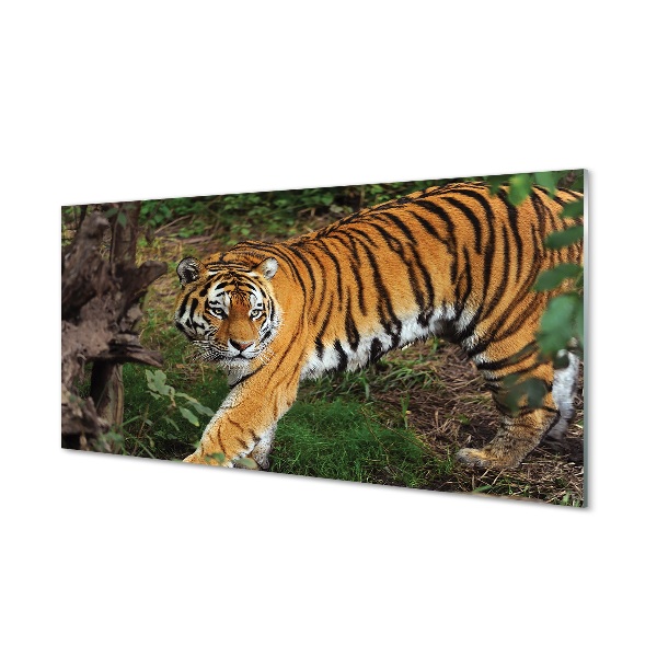 Steklena slika Tiger woods
