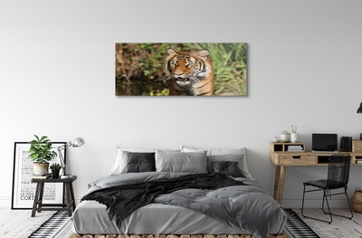 Steklena slika Tiger woods
