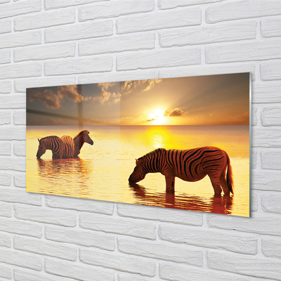 Steklena slika Zebras voda sončni zahod