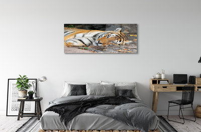 Steklena slika Leži tiger