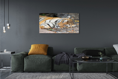 Steklena slika Leži tiger