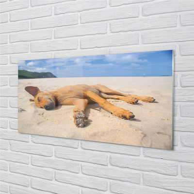 Steklena slika Leži pasjo plažo