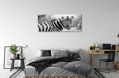 Steklena slika Retro zebra