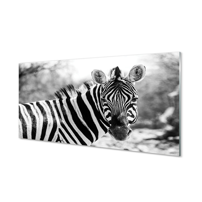 Steklena slika Retro zebra