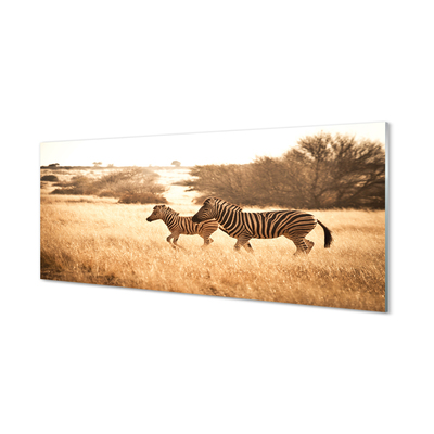 Steklena slika Zebra polje sunset