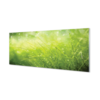 Slika na steklu Grass rosišča kapljic