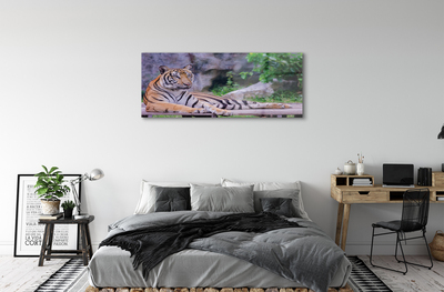 Steklena slika Tiger v živalskem vrtu