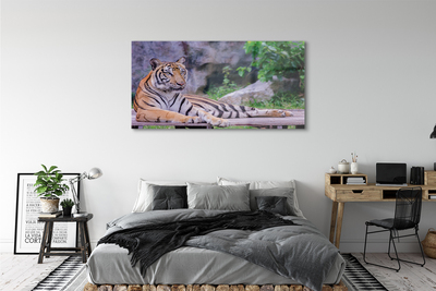 Steklena slika Tiger v živalskem vrtu