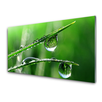 Steklena slika Grass dew drops