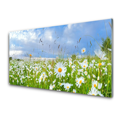 Steklena slika Daisy travnik narava