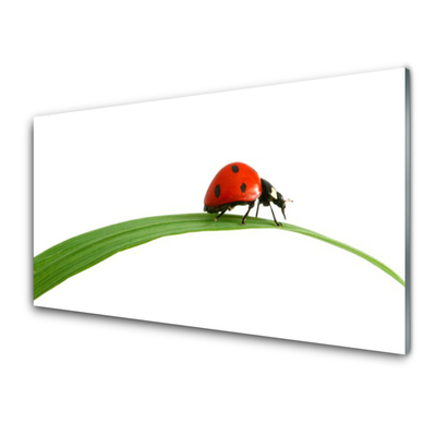 Steklena slika Ladybug narava