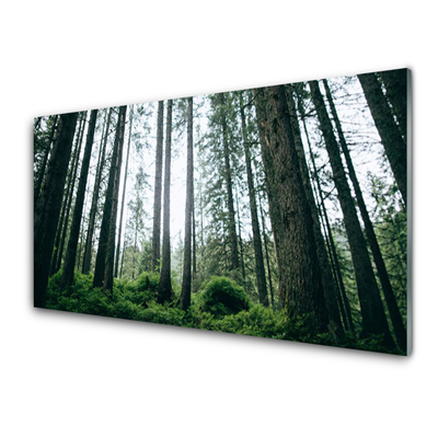 Steklena slika Narava gozdnega drevja