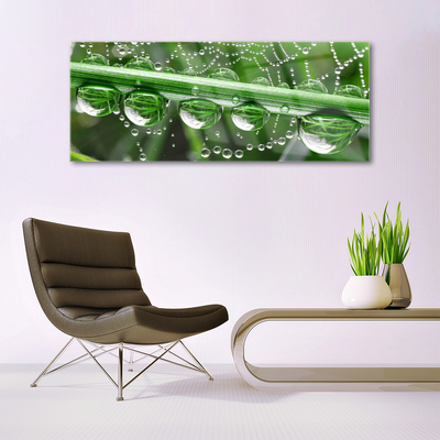 Steklena slika Pajčevina kapljice rastlin