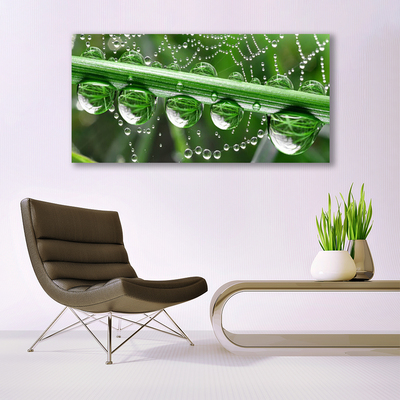 Steklena slika Pajčevina kapljice rastlin