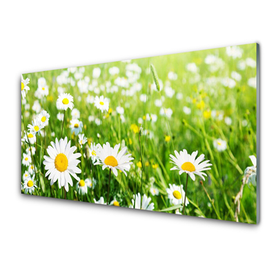 Steklena slika Daisy flower rastlin