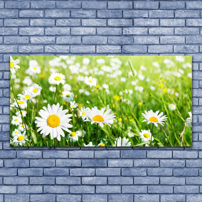 Steklena slika Daisy flower rastlin