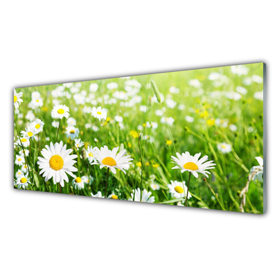 Steklena slika Daisy flower rastlin