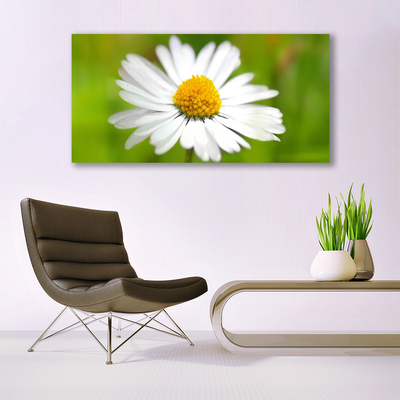 Steklena slika Daisy rastlin narava