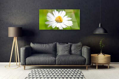 Steklena slika Daisy rastlin narava