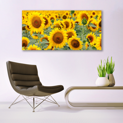 Slika na steklu Rastlina sončnice narava