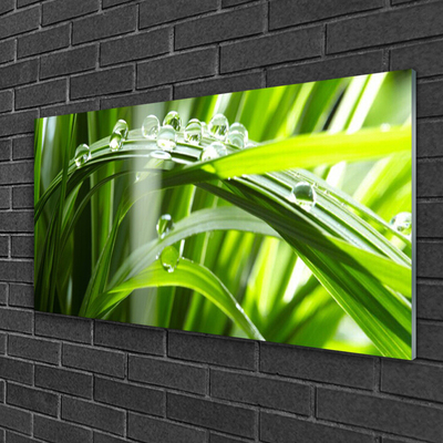 Slika na steklu Rastlin trava dew drops