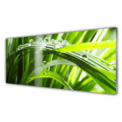 Slika na steklu Rastlin trava dew drops