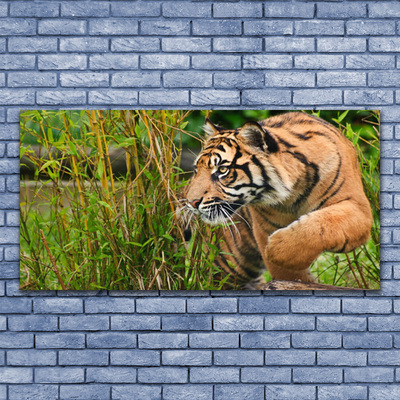 Slika na steklu Tiger živali