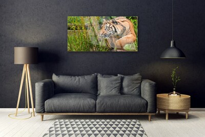 Slika na steklu Tiger živali