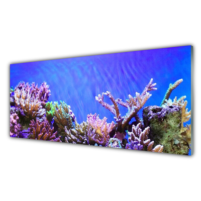 Slika na steklu Barrier reef narava