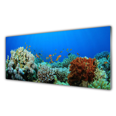 Slika na steklu Barrier reef narava