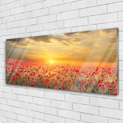 Slika na steklu Sun travnik poppy cvetje