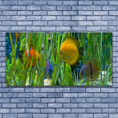 Slika na steklu Ribe, alg narava