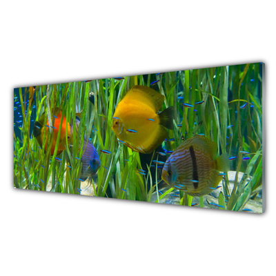 Slika na steklu Ribe, alg narava