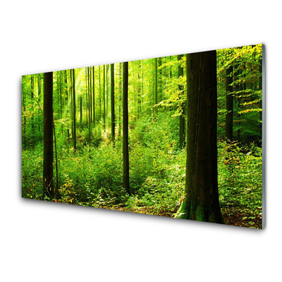Slika na steklu Green forest trees narava