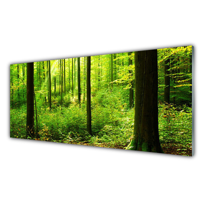 Slika na steklu Green forest trees narava
