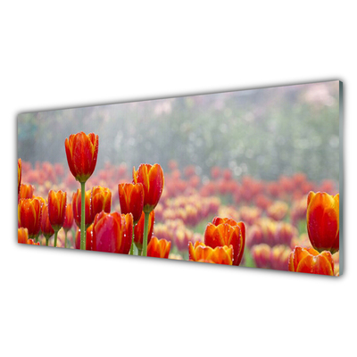 Slika na steklu Tulipani cvetovi rastlin