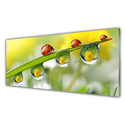 Slika na steklu Leaf ladybugs narava