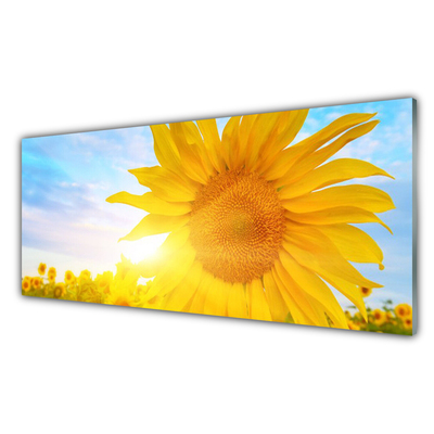 Slika na steklu Sončnica sun flower