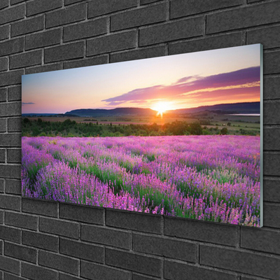 Slika na steklu West travnik lavender polja