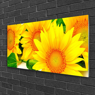 Slika na steklu Sončnica flower narava