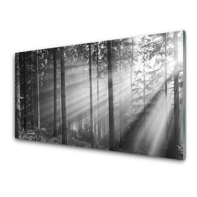 Slika na steklu Narava forest sončnimi žarki