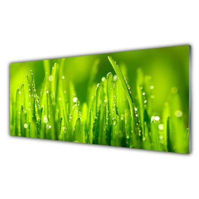 Slika na steklu Green grass dew drops