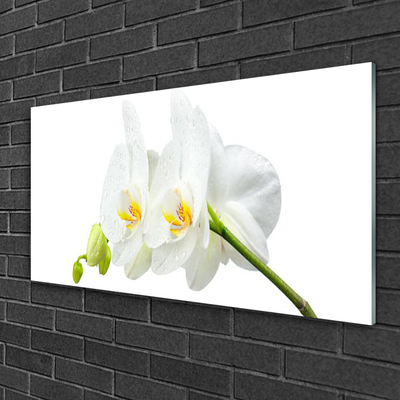 Slika na steklu Bela orhideja cvetni listi