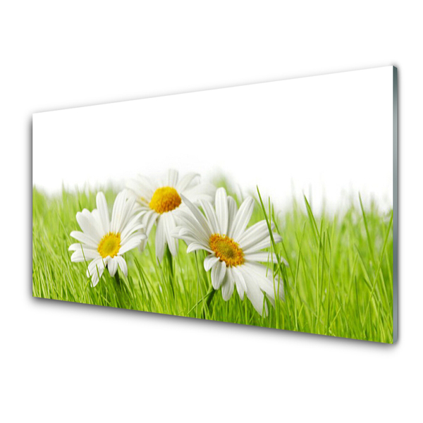 Slika na steklu Daisy cvetovi rastlin