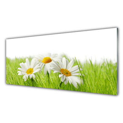 Slika na steklu Daisy cvetovi rastlin